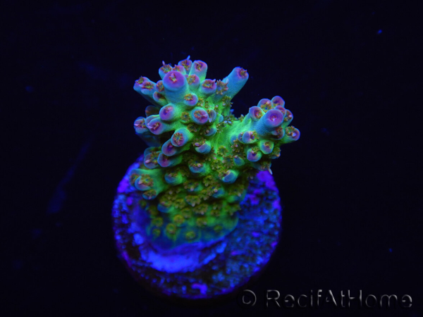 WYSIWYG RAH Acropora Na'vi 5M3