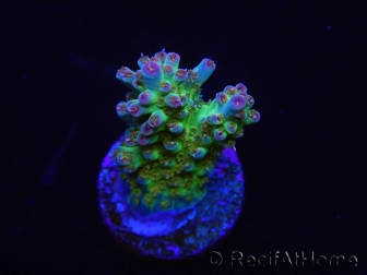 WYSIWYG RAH Acropora Na'vi 5M3