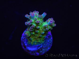 WYSIWYG RAH Acropora Na'vi 5M3