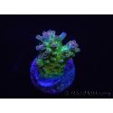 WYSIWYG RAH Acropora Na'vi 5M3