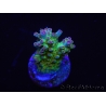 WYSIWYG RAH Acropora Na'vi 5M3
