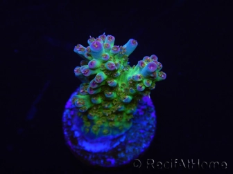 WYSIWYG RAH Acropora Na'vi 5M3