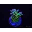 WYSIWYG RAH Acropora Na'vi 5M3