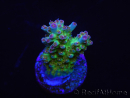 WYSIWYG RAH Acropora Na'vi 5M3