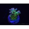 WYSIWYG RAH Acropora Na'vi 5M3