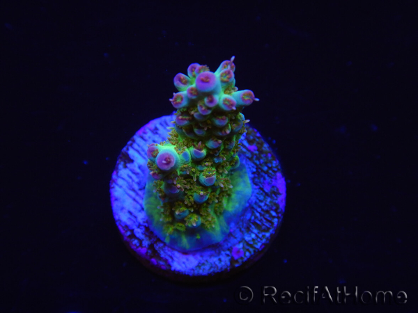 WYSIWYG RAH Acropora Na'vi 5M4