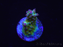 WYSIWYG RAH Acropora Na'vi 5M4