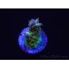 WYSIWYG RAH Acropora Na'vi 5M4
