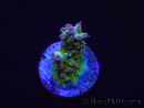 WYSIWYG RAH Acropora Na'vi 5M4