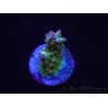 WYSIWYG RAH Acropora Na'vi 5M4