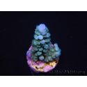 WYSIWYG Acropora abrolhosensis 5F4