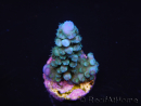 WYSIWYG Acropora abrolhosensis 5F4