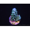 WYSIWYG Acropora abrolhosensis 5F4