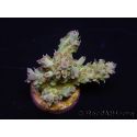 WYSIWYG RAH Acropora Na'vi 5M2