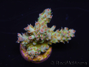 WYSIWYG RAH Acropora Na'vi 5M2