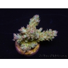 WYSIWYG RAH Acropora Na'vi 5M2