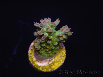 WYSIWYG RAH Acropora Na'vi 5M3
