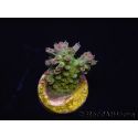 WYSIWYG RAH Acropora Na'vi 5M3