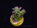 WYSIWYG RAH Acropora Na'vi 5M3