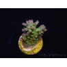 WYSIWYG RAH Acropora Na'vi 5M3
