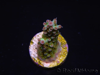 WYSIWYG RAH Acropora Na'vi 5M4