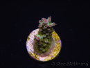 WYSIWYG RAH Acropora Na'vi 5M4
