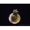 WYSIWYG RAH Acropora Na'vi 5M4