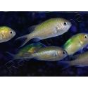 Chromis viridis 5-7 cm L
