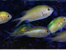 Chromis viridis 5-7 cm L