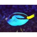 Paracanthurus hepatus 4-6 cm