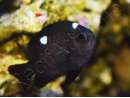 Dascyllus trimaculatus 3-4 cm
