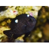 Dascyllus trimaculatus 3-4 cm