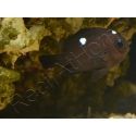 Dascyllus trimaculatus 3-4 cm