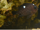 Dascyllus trimaculatus 3-4 cm