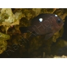 Dascyllus trimaculatus 3-4 cm