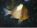 Dascyllus reticulatus 4-6 cm