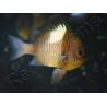 Dascyllus reticulatus 4-6 cm