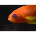 Pseudanthias squamipinnis femelle (Sri Lanka) 6-8 cm