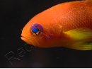 Pseudanthias squamipinnis femelle (Sri Lanka) 6-8 cm