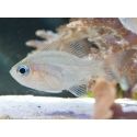 Zoramia leptacantha (ex : Apogon leptacanthus) 4-6 cm