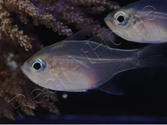 Zoramia leptacantha (ex : Apogon leptacanthus) 4-6 cm