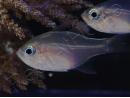 Zoramia leptacantha (ex : Apogon leptacanthus) 4-6 cm