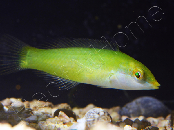 Halichoeres chloropterus 4-6 cm