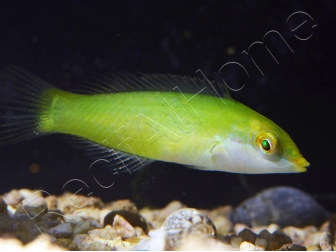 Halichoeres chloropterus 4-6 cm