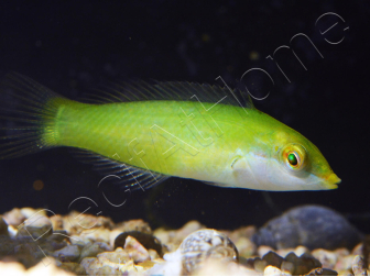 Halichoeres chloropterus 4-6 cm