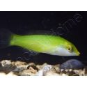 Halichoeres chloropterus 4-6 cm