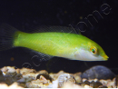Halichoeres chloropterus 4-6 cm