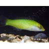 Halichoeres chloropterus 4-6 cm
