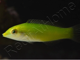 Halichoeres chloropterus 4-6 cm