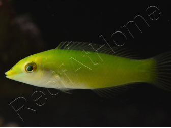 Halichoeres chloropterus 4-6 cm